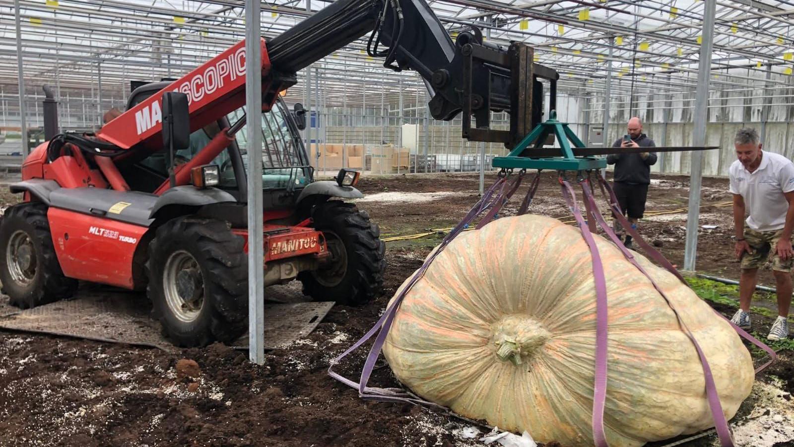 A large red forklift heaving up the giant pumpkin from the soil-covered ground. It is attached to the pumpkin with purple cords. Two men stand near the pumpkin, looking at it. 