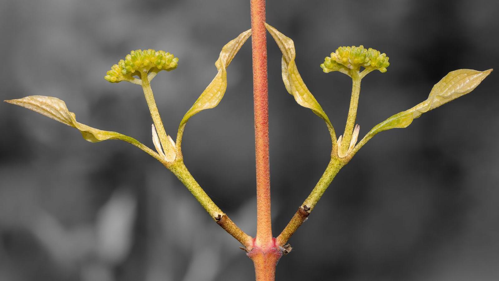 Dancing dogwood flower buds appear to be dancing in sync around a red stem