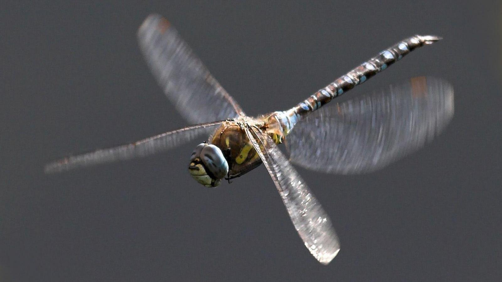 A close-up shot of a large bug with wings
