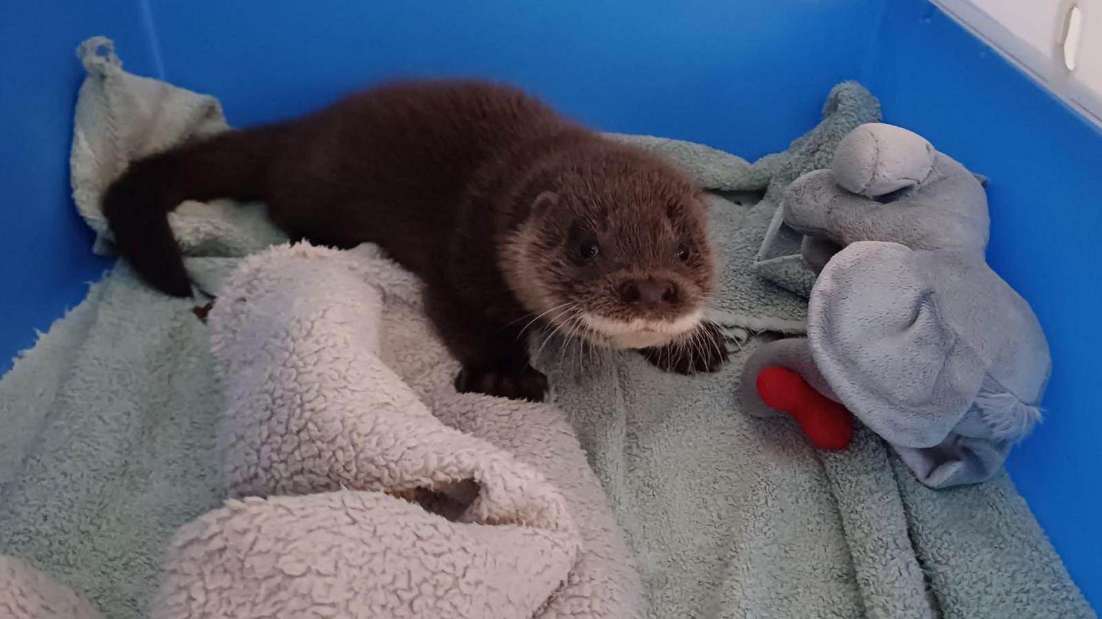 Otter cub Menai, lying on a  grey blanket with a soft toy beside him