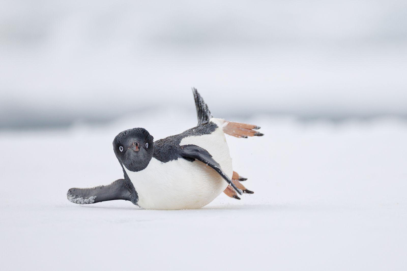 An Adélie penguin slides on the ice 