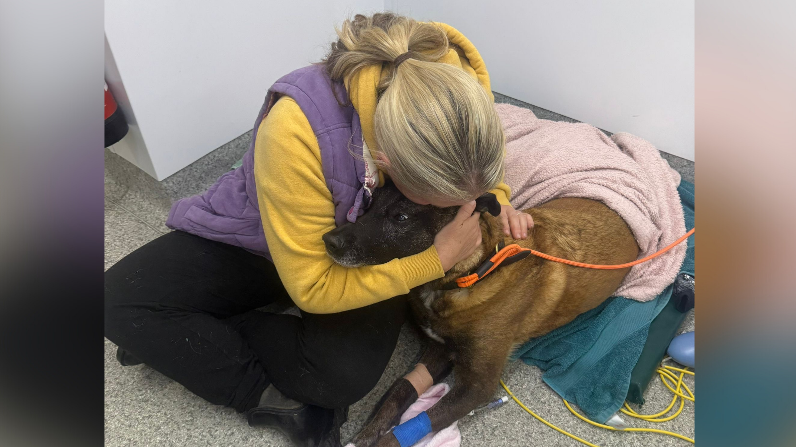 Fiji and her owner and former handler Claire Bird, pictured at the vet. Fiji has a blue bandage on her front left paw and is laying on a green towel. Claire is wearing black trousers, a yellow jumper and a purple gilet. She is sat cross legged on the floor.