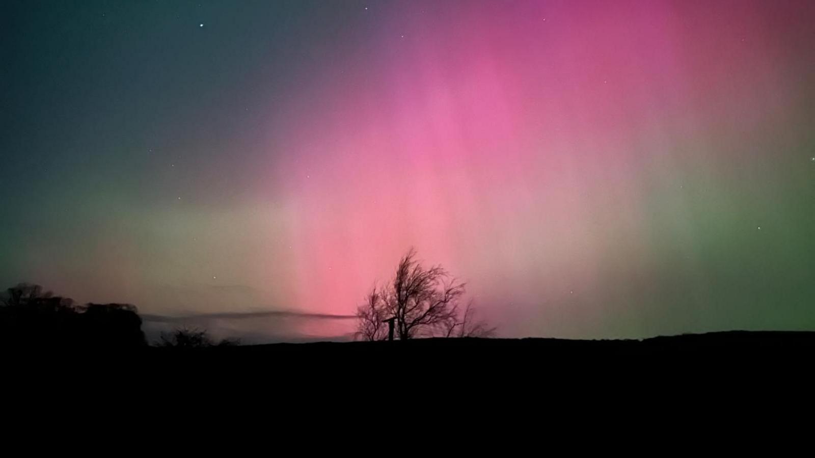 A solitary winter tree is shot low and from a distance against the aurora at Auchtermuchty in Fife. The purple and green rays appear to be hitting the tree from the sky.