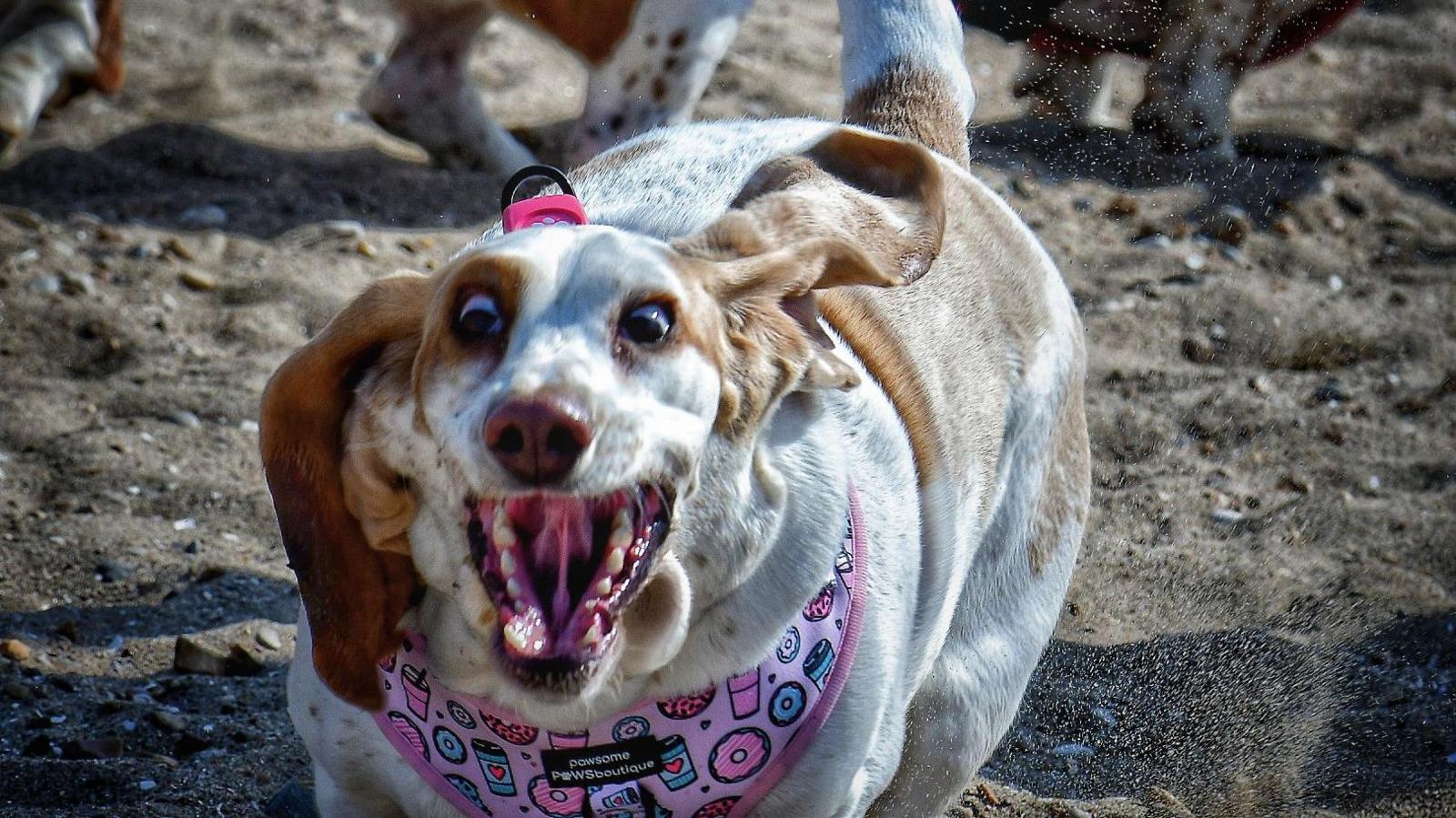 A white dog with brown ears wearing a pink harness 