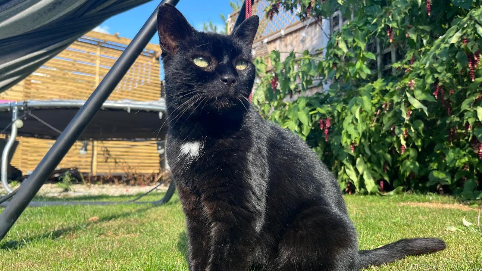 A black cat is looking to the side. It has tufts of white fur on its chest. It is sitting on a lawn and there are shrubs and flowers behind as well as part of a hammock