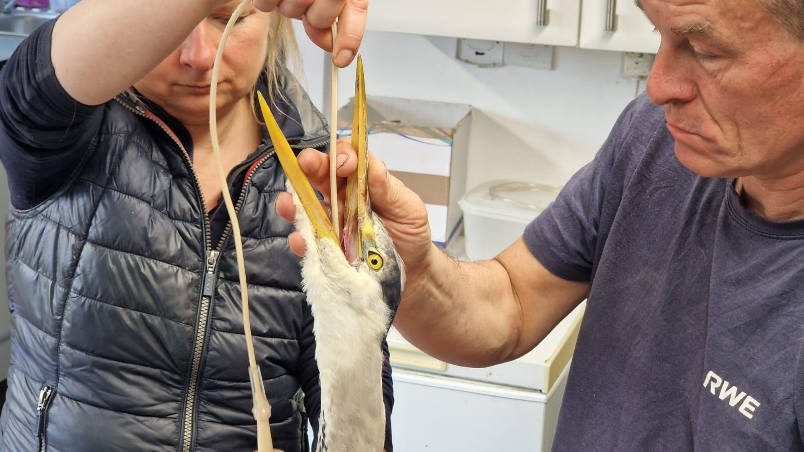 An image of a heron being fed liquid food by a man and a woman.