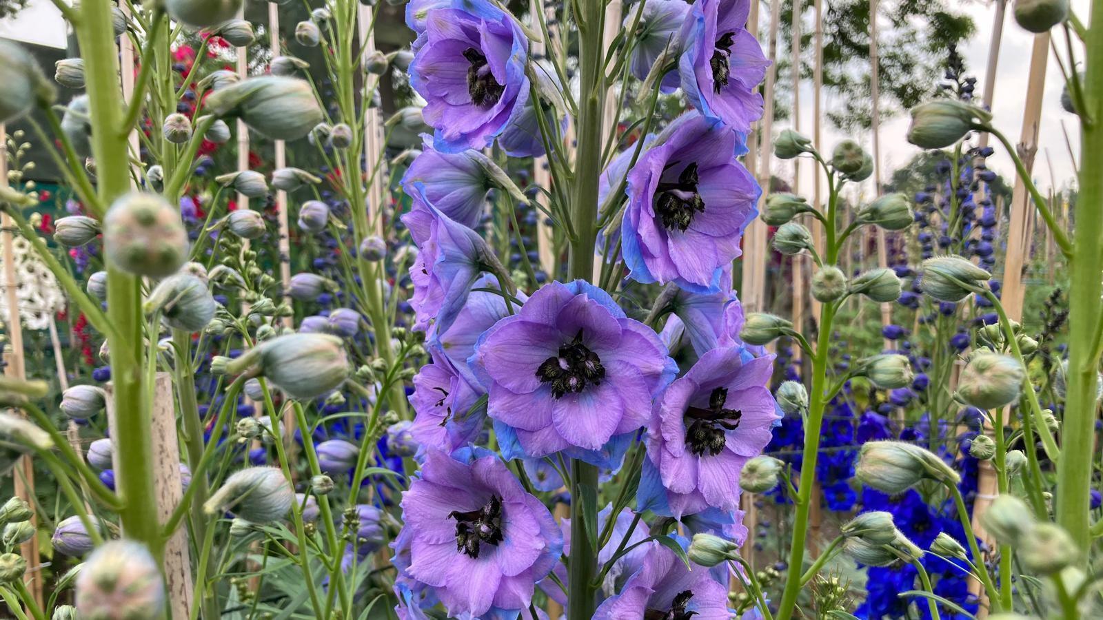 A close up of a Delphinium. with divided, dark green leaves and racemes of semi-double, light mauve and blue flowers, with dark eyes.