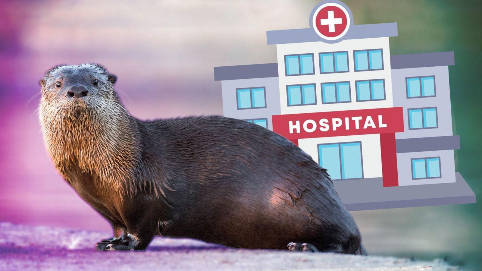 Otter and cartoon hospital in the background