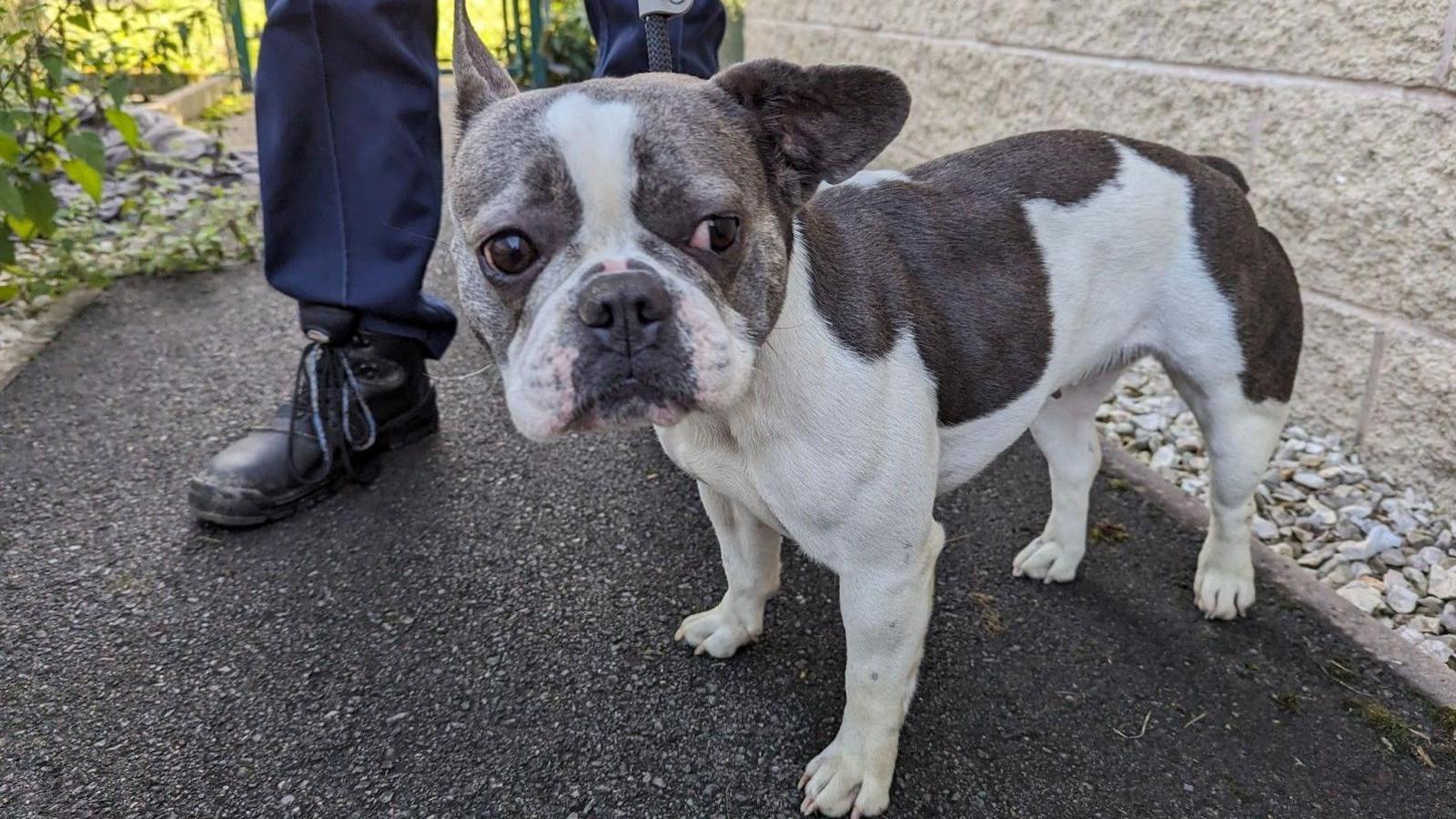 A photograph of a what appears to be a French bulldog. The dog stands on the ground next to a wall. One of its ears is turned backwards. A person stands behind the dog but only their legs are visible.