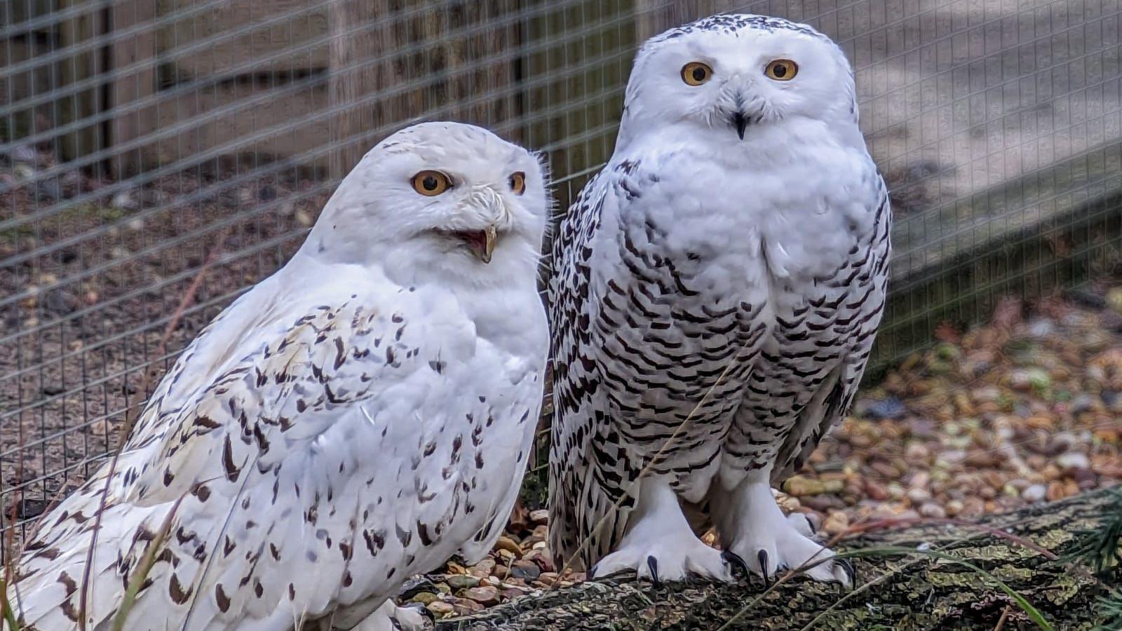 Two snowy owls sitting together. They are both white with brown spots and have yellow eyes. The owl on the left has fewer spots. 