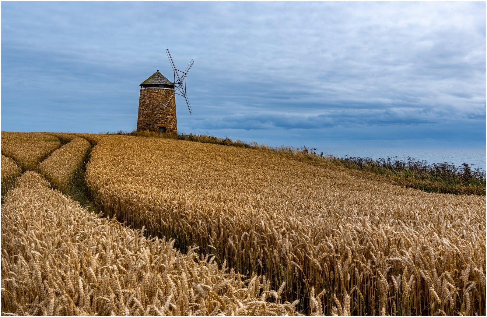 Field of golden crops with man made walking paths threading through it and a short brick windmill in the distance