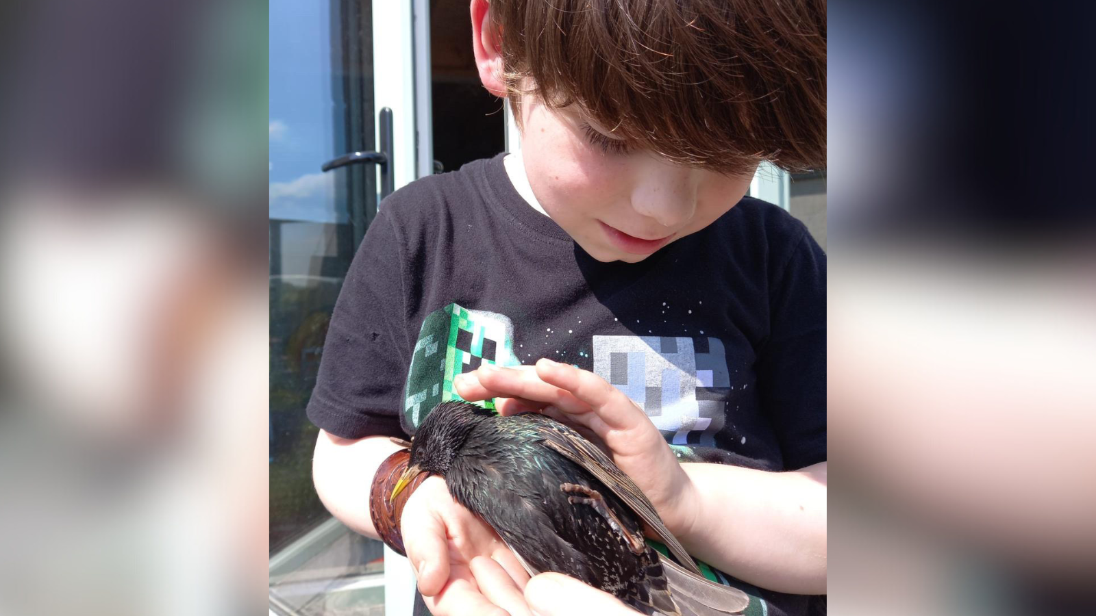 A boy wearing a black t-shirt holds an injured starling in his hands. He has black hair.