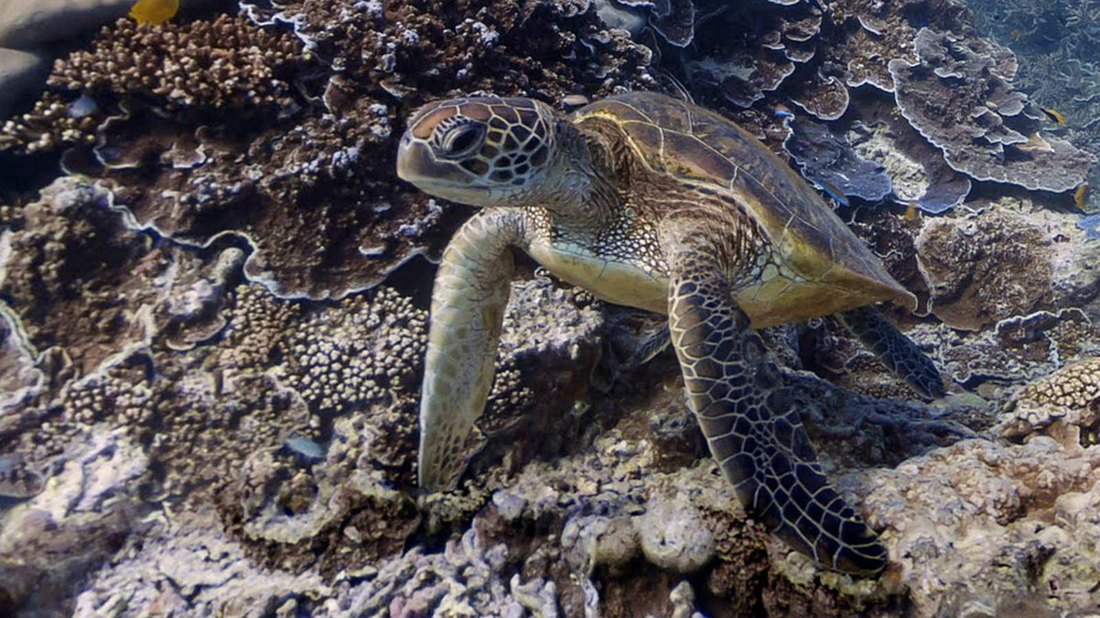 Turtle on coral reef