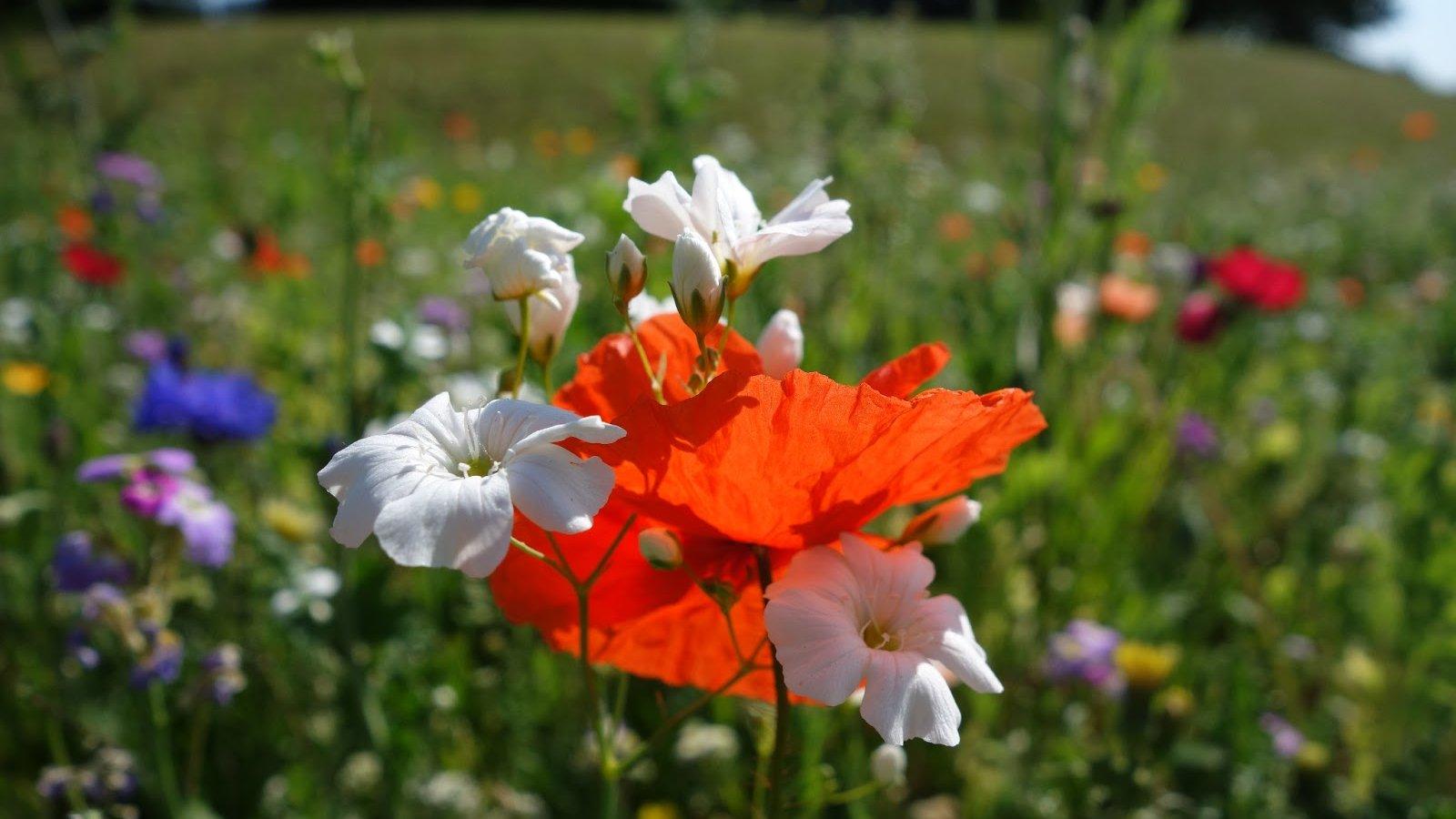 Urban wildflower meadow (Image courtesy of Nadine Mitschunas/University of Reading/Urban Pollinators Project)