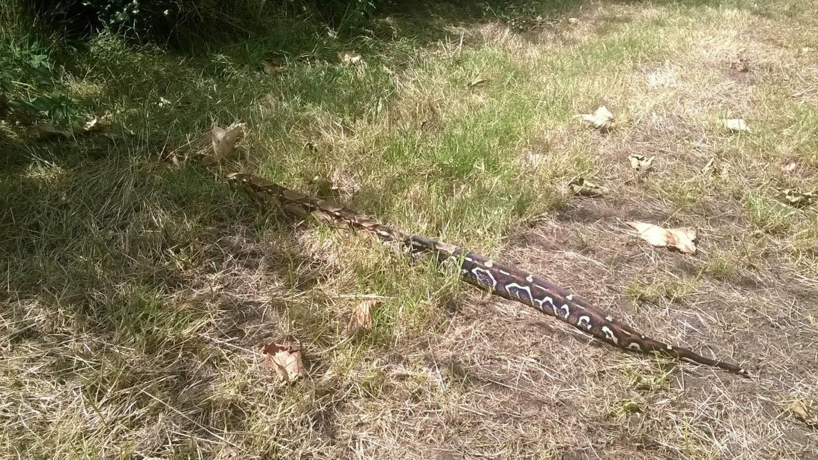 Snake in Plashet Park