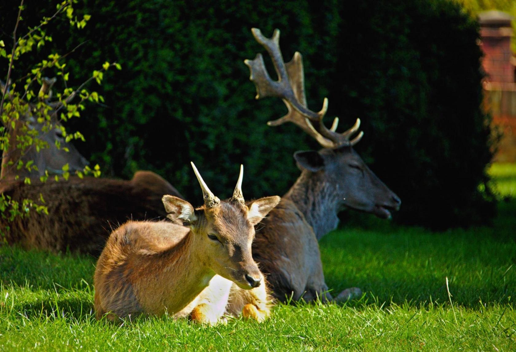 Deer rest on a housing estate