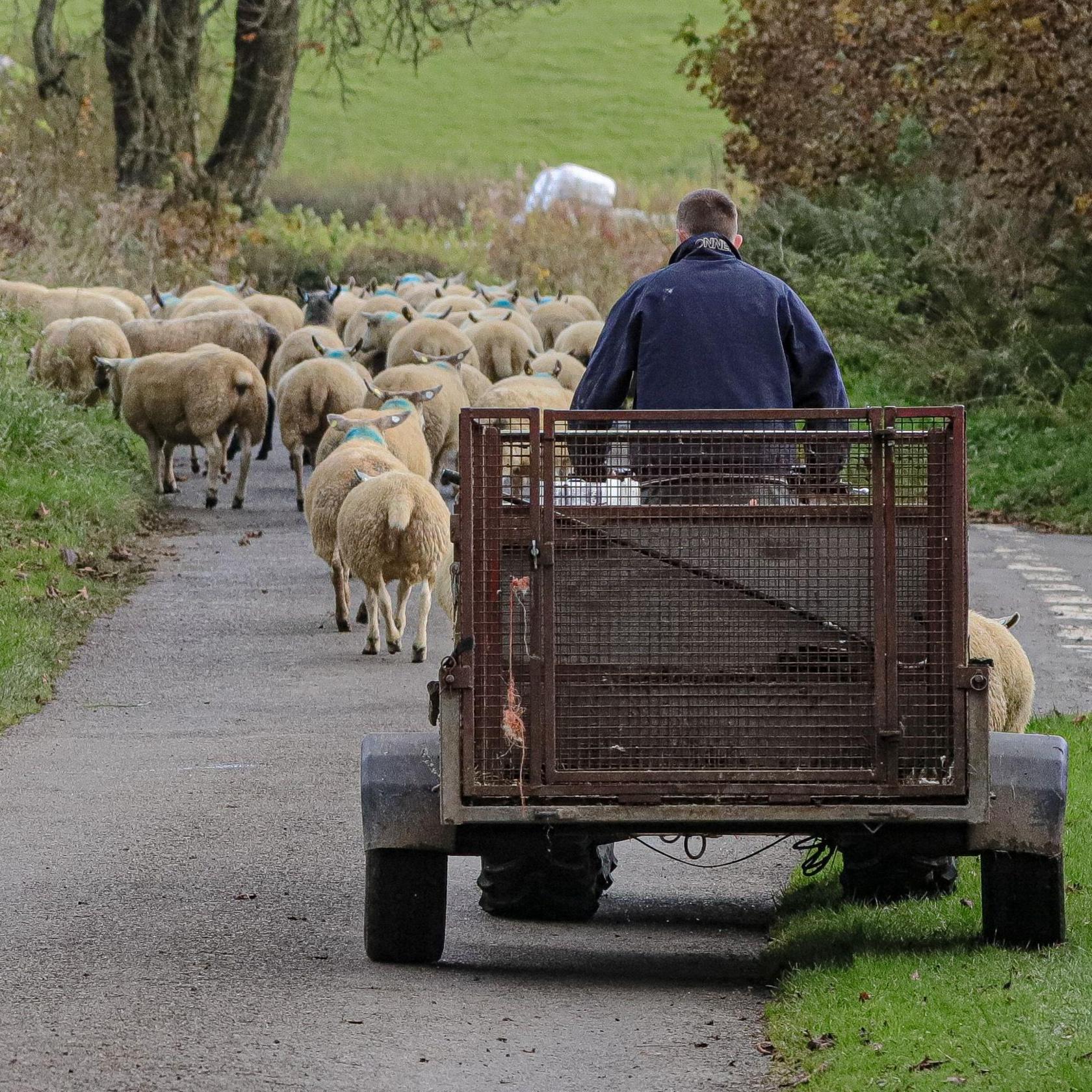 A farmer guides sheep down a country lane in Dumfriesshire. The farmer is on a four-wheeled vehicle towing a trailer with a rusted metal square mesh. In front of him, more than a dozen sheep are on the road. One sheep is next to the vehicle and is partially obscured. Green verges are or either side of the road, which is grey and made of gravel. The farmer's face cannot be seen. But he has dark hair and is wearing a blue top.