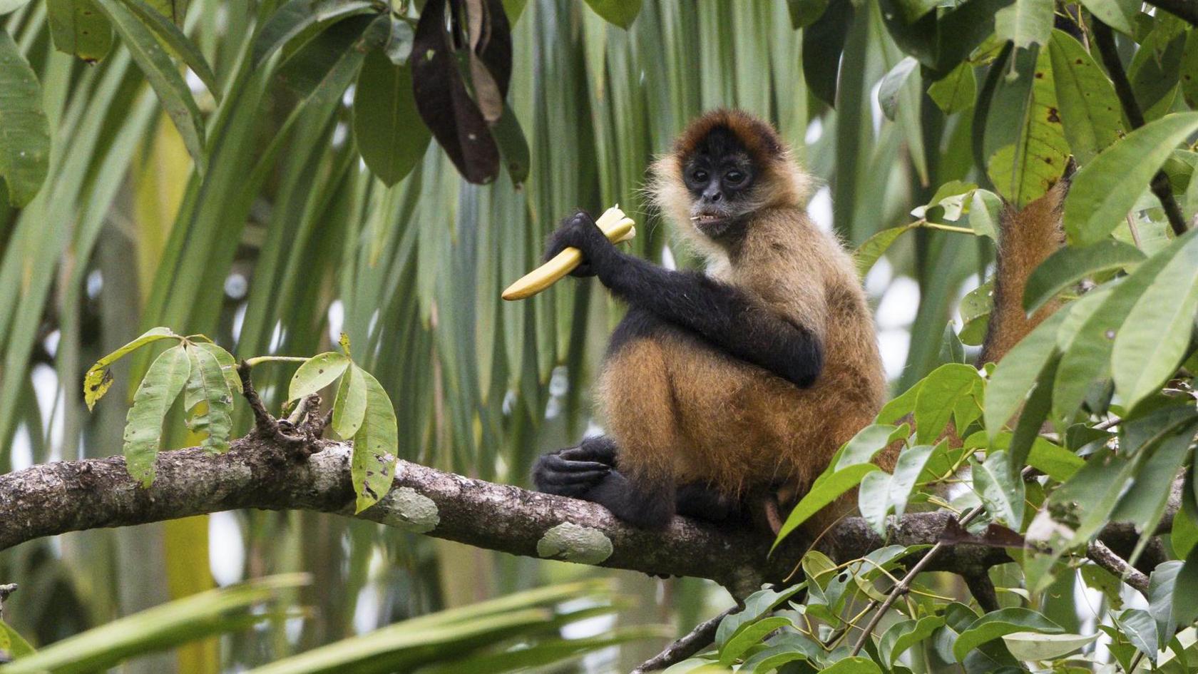 a money sitting on a branch eating some fruit
