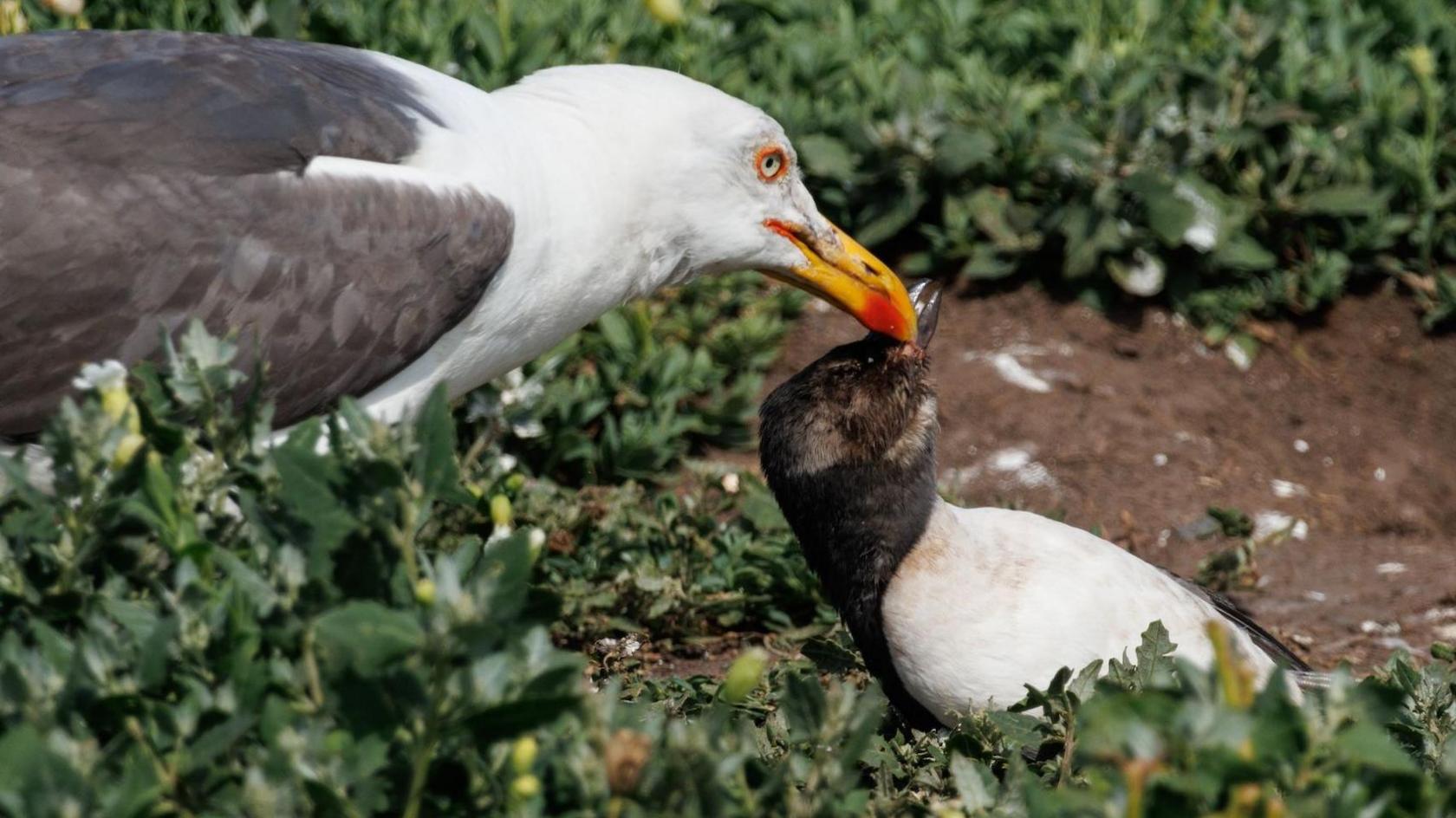 The picture shows a seagull pulling a dead puffin chick across an area of bare earth and vegetation