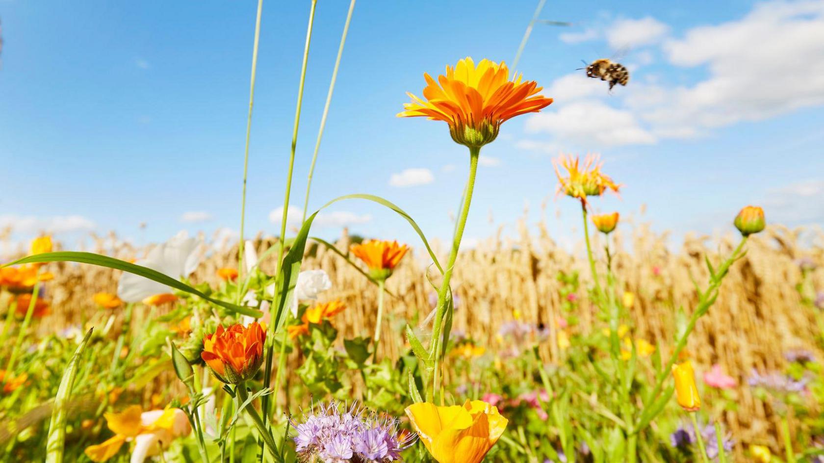 Wildflowers and a bumblebee