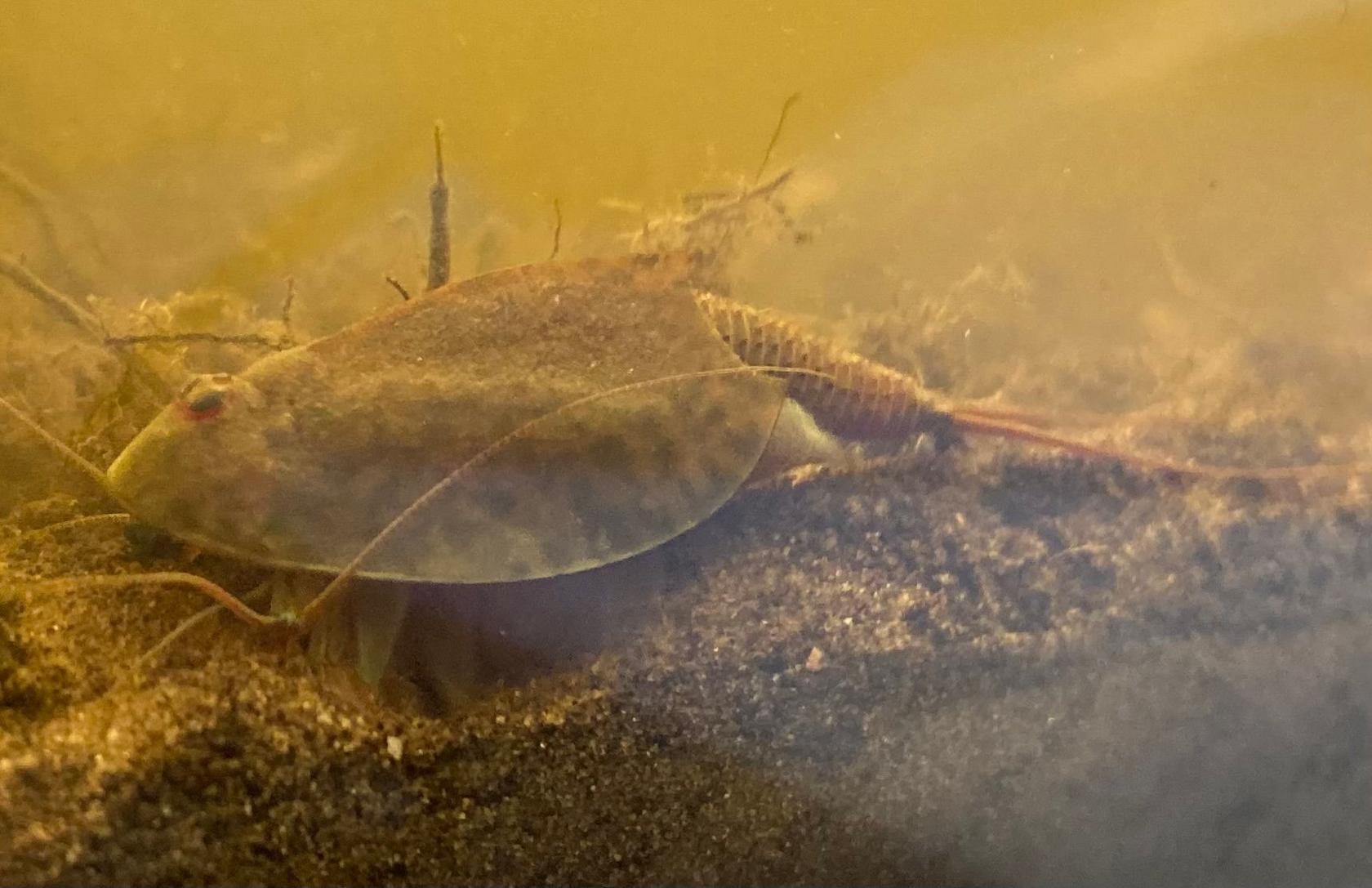 Another view of a tadpole shrimp, this time in more murky water