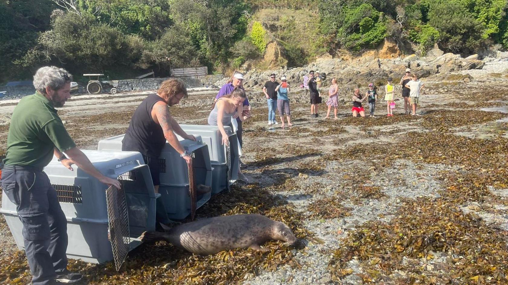 Seal pup release