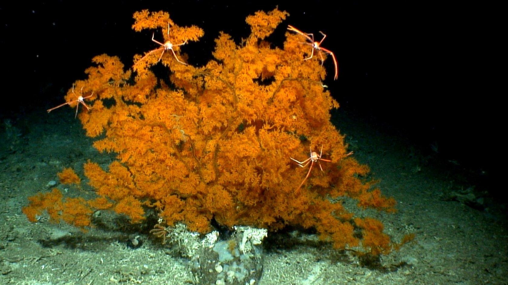 Crabs on cold-water coral (c) JM Murray/NERC