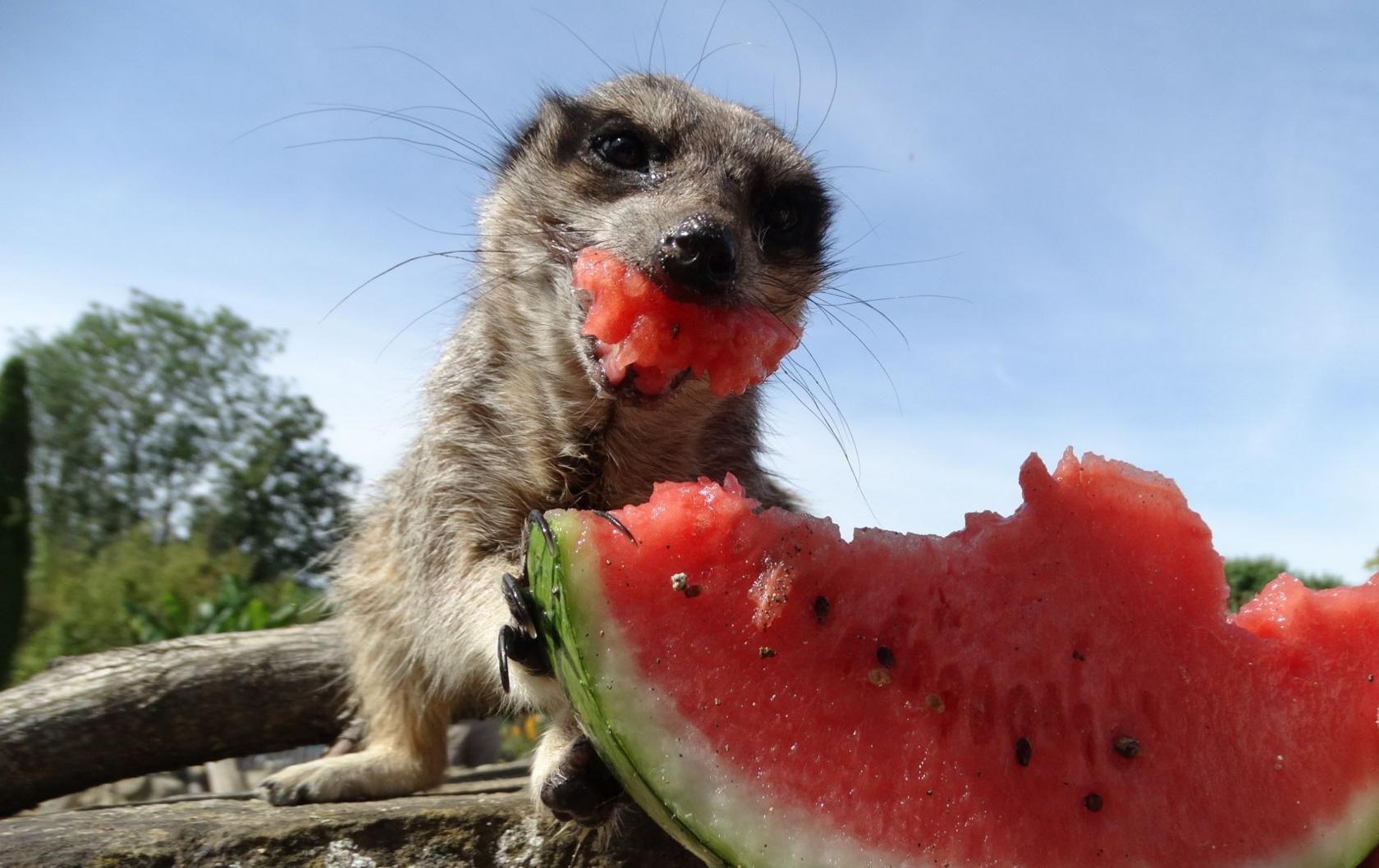 Meerkats at Cotswold Wildlife Park 