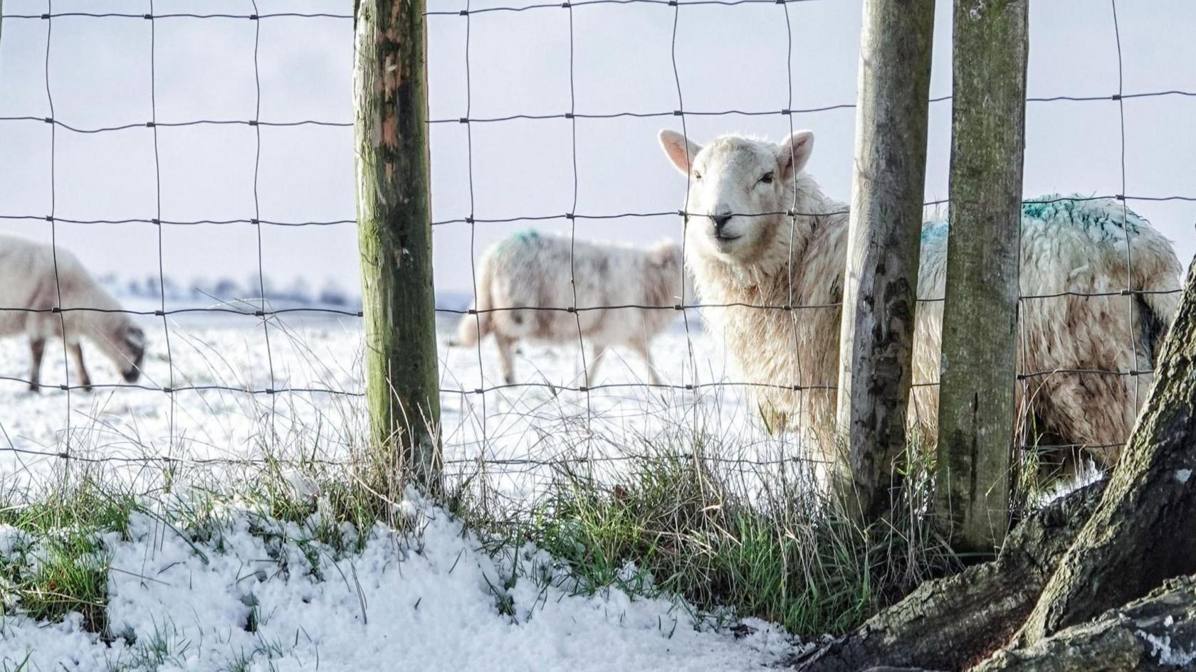 Defaid yn eira Llandegla