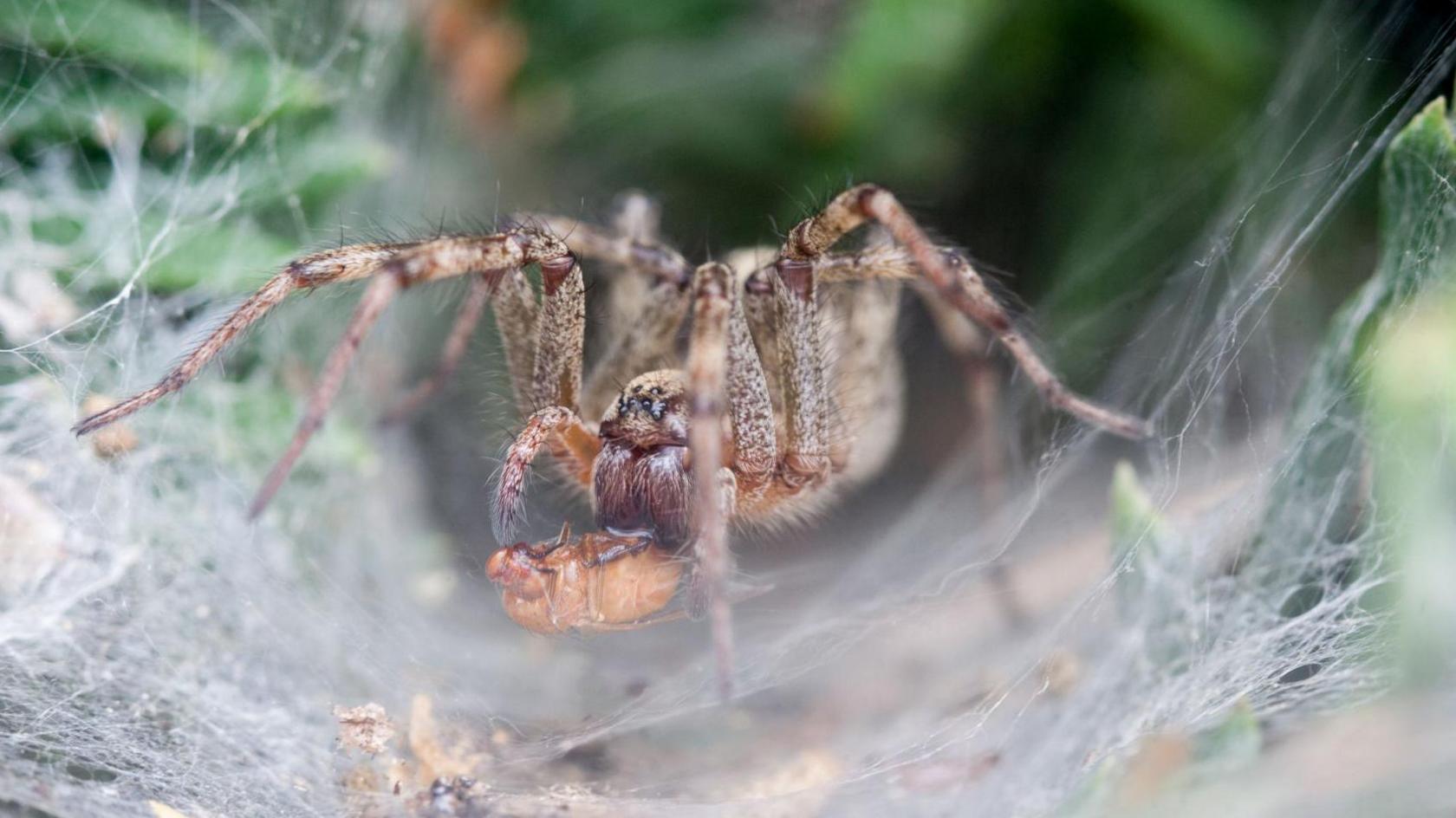 Funnel Web spider in web 