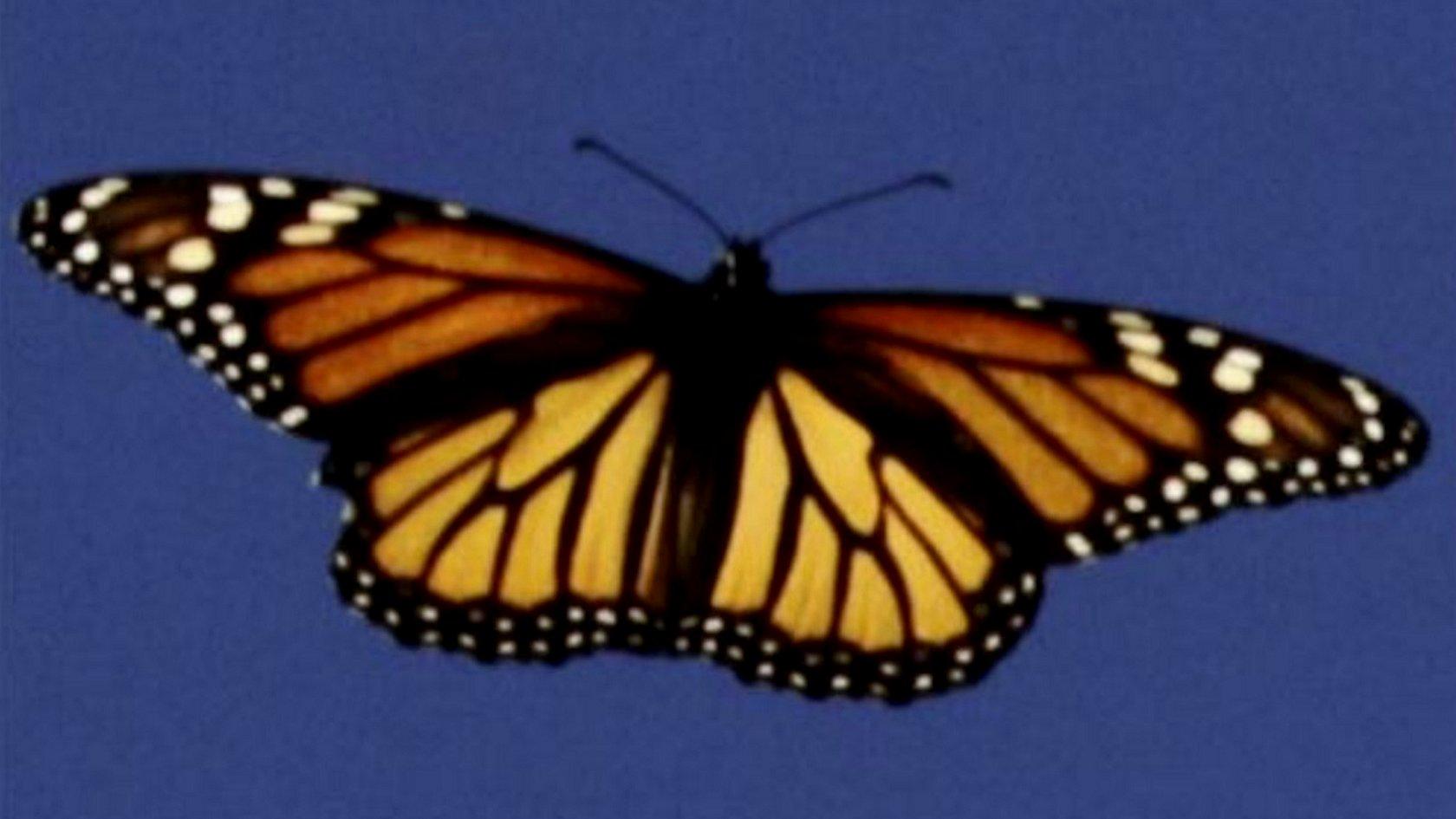 Monarch butterfly (c) Monarch Watch