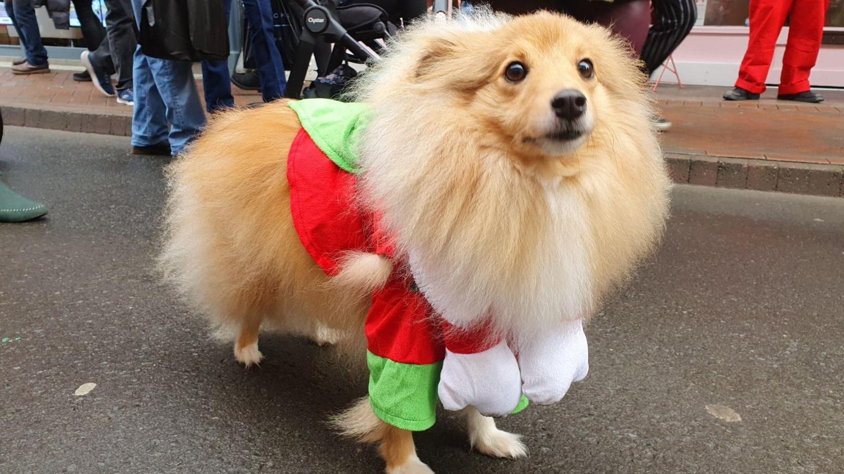 A small fluffy dog with a green and red elf outfit on its front half but the dog is so fluffy you can barely see the outfit.