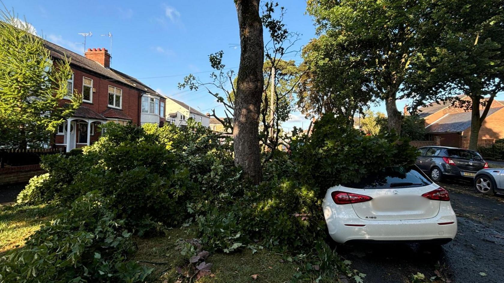 A fallen tree with branches covering a white Mercedes vehicle.