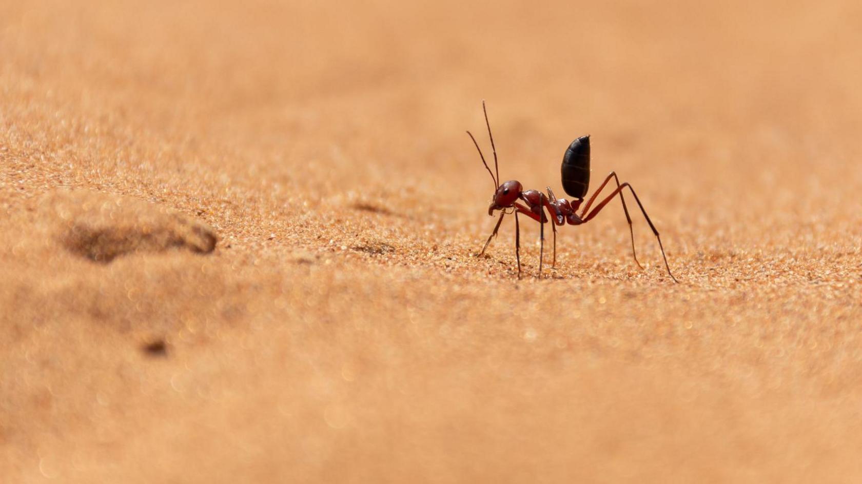 A saharan silver ant on a sand dune