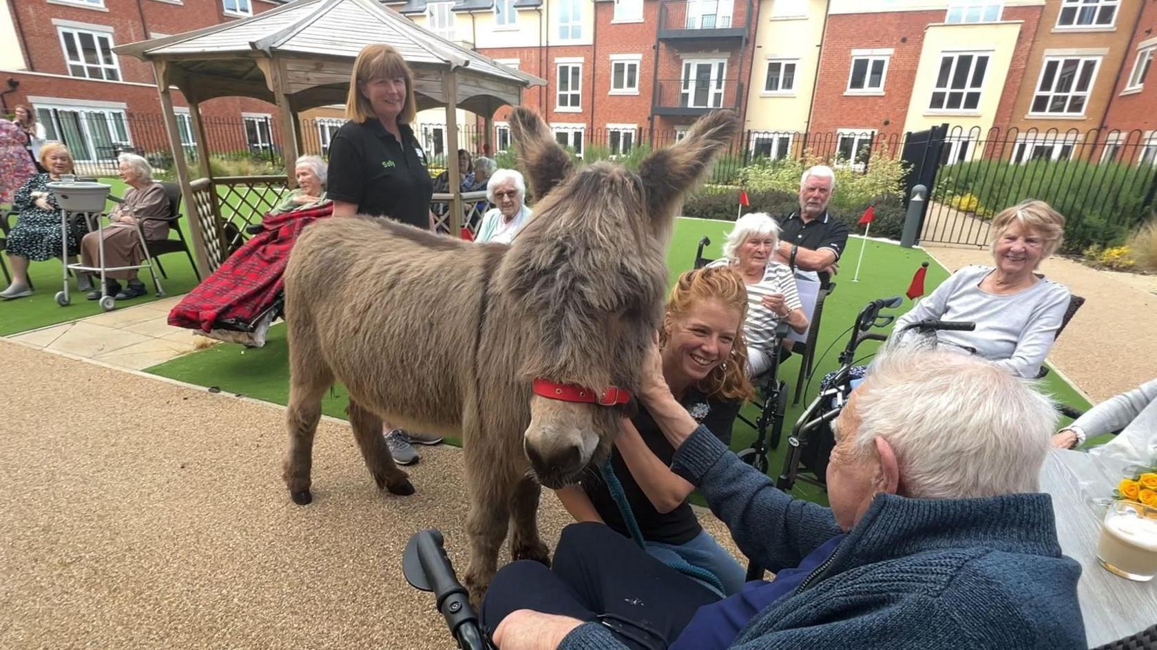 Norman the donkey being stroked by an elderly man in a wheelchair outside a building. Norman is being held by a woman wearing a branded t-shirt.