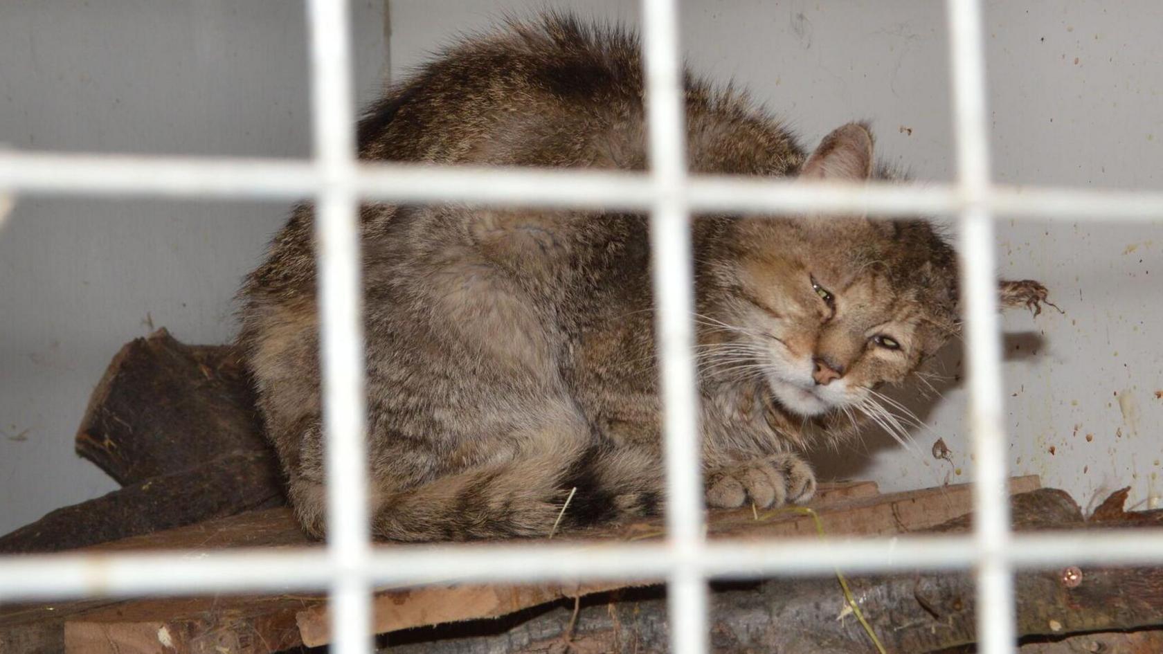 Hamish, a male European Wildcat, in a cage, behind bars. He looks in distress, has matted fur, is crouching, and is light brown in colour.