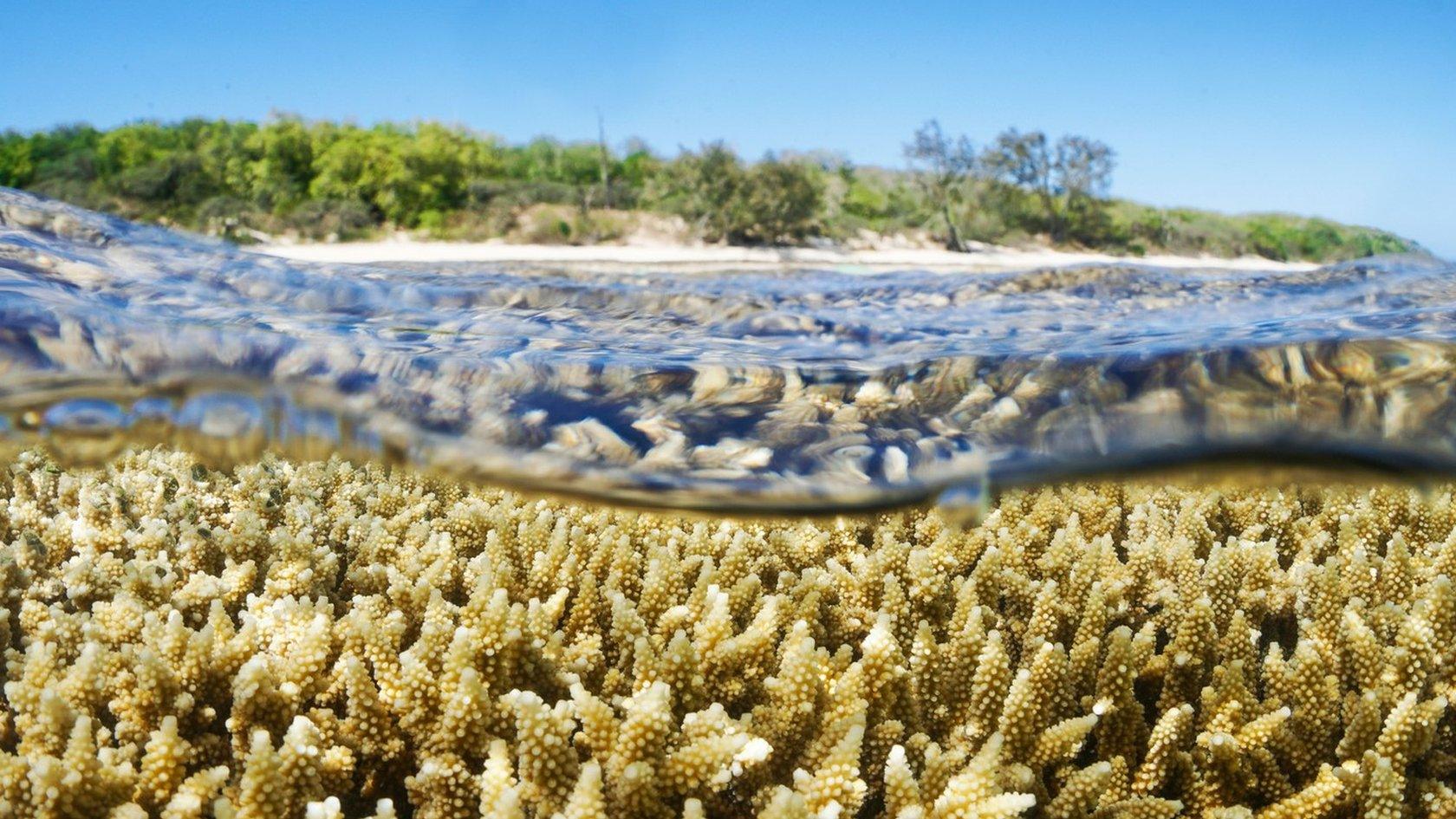 Heron Island in the Great Barrier Reef