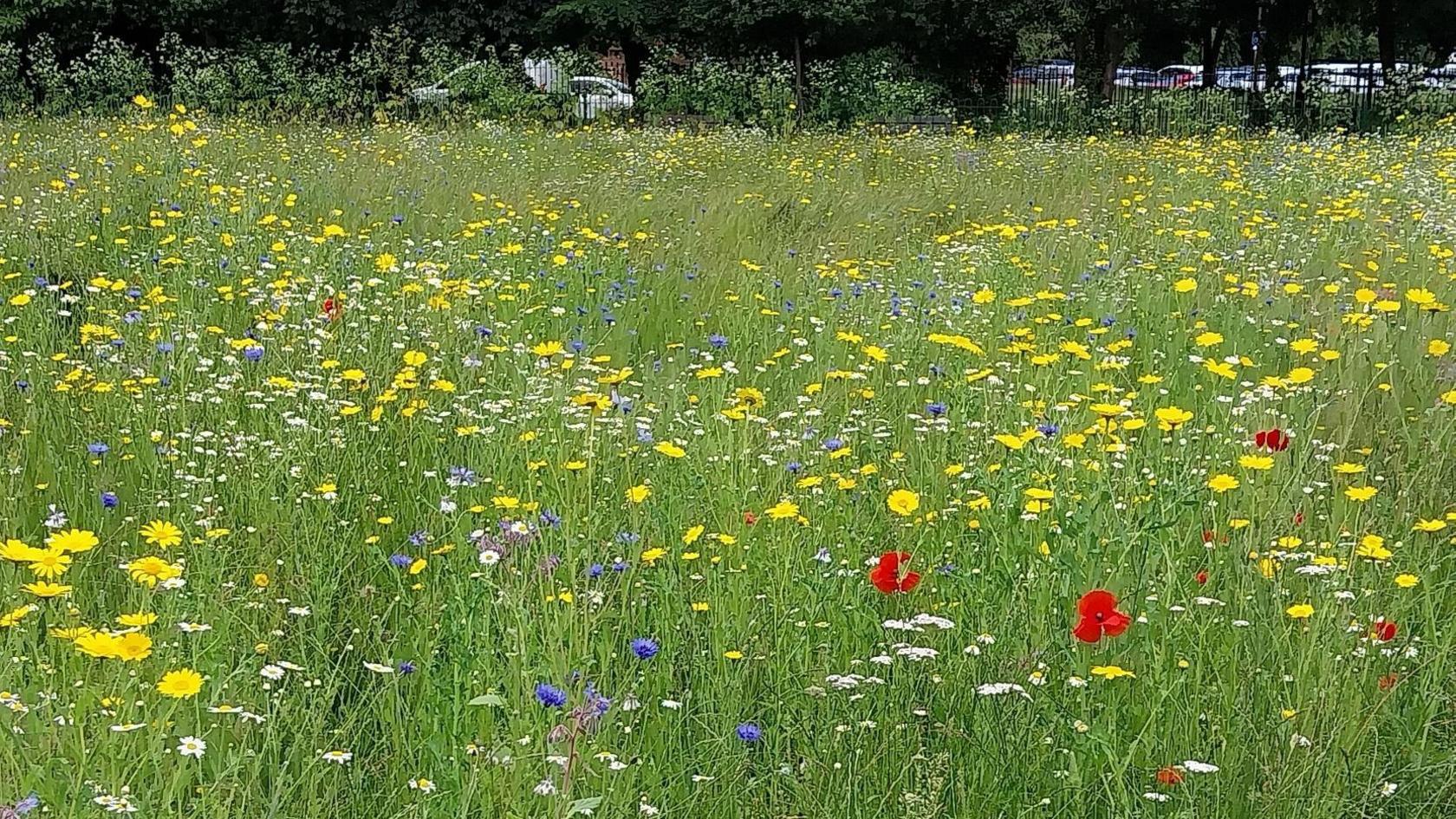 Wildflowers in Clarence Gardens