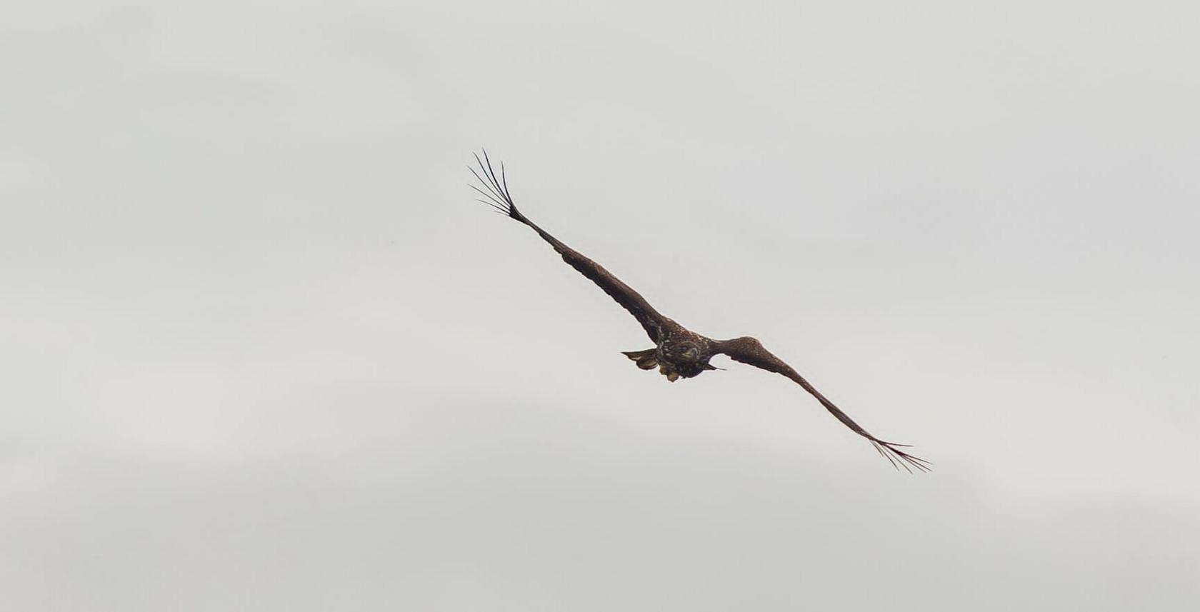 White-tail eagle