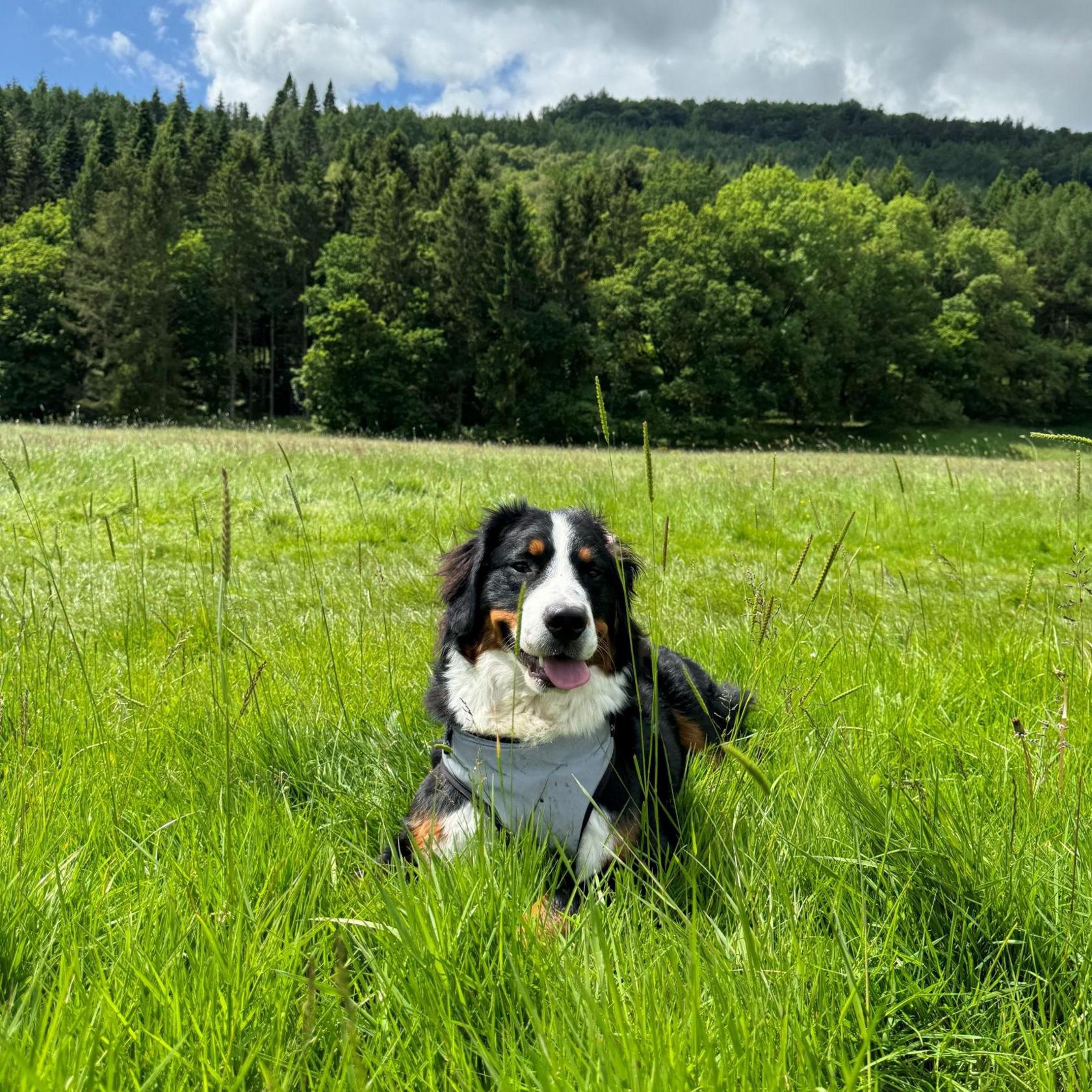 Reina the dog sitting in a field