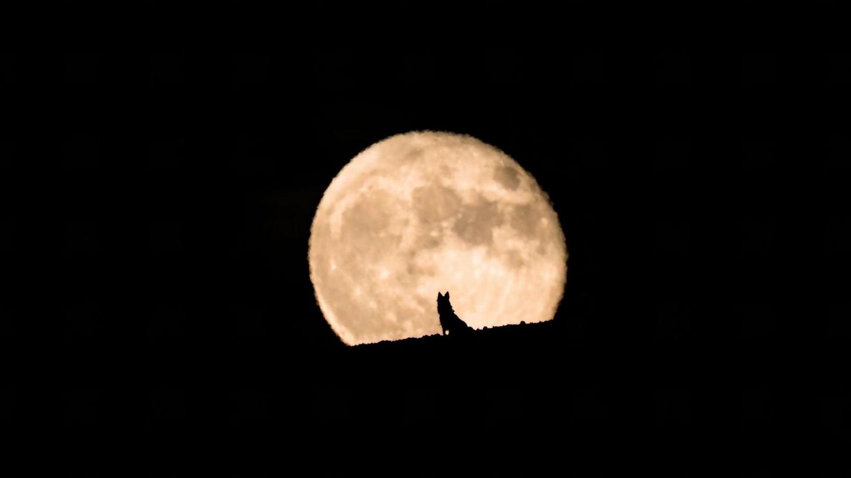 Silhouette of a wolf dog watching the full moon rise