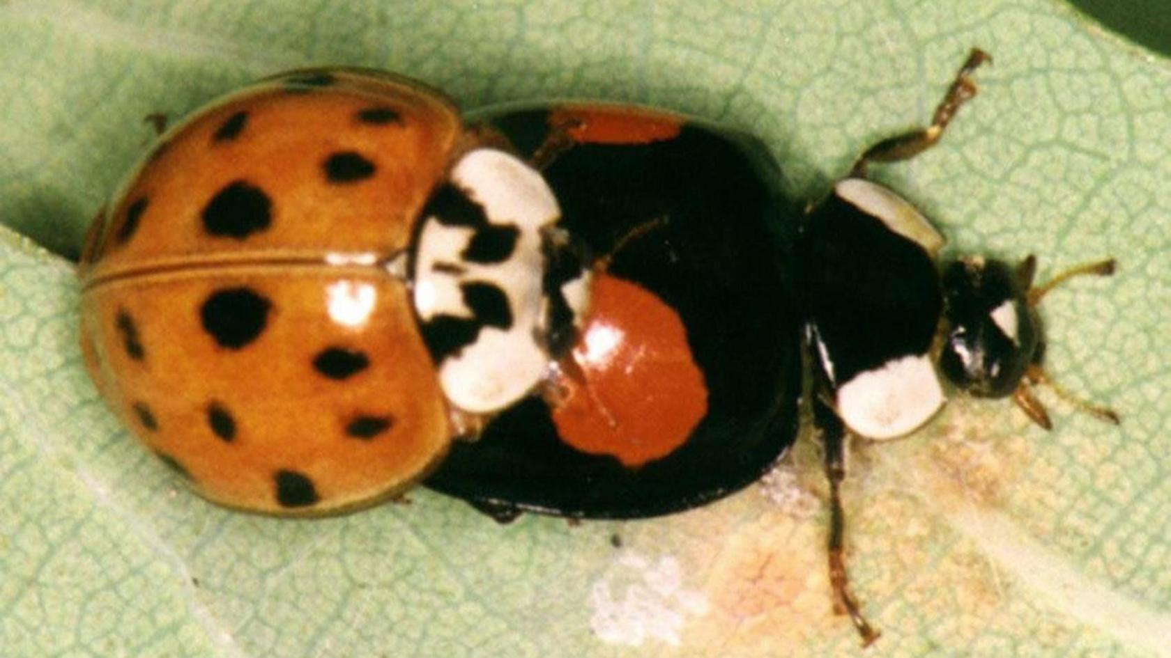 One red harlequin ladybird climbs onto a black harlequin ladybird on a leaf
