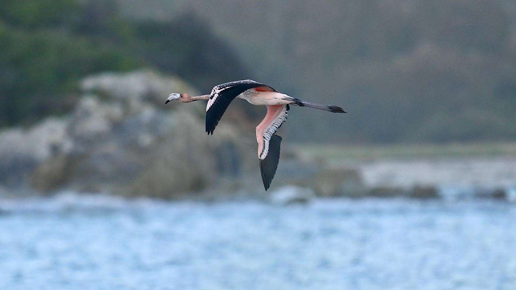 A juvenile flamingo flying above water. The bird has a mixture of pink and black feathers and has some feathers clipped on its right wing. There are rocks and trees in the background and some smaller birds flying beneath the flamingo.