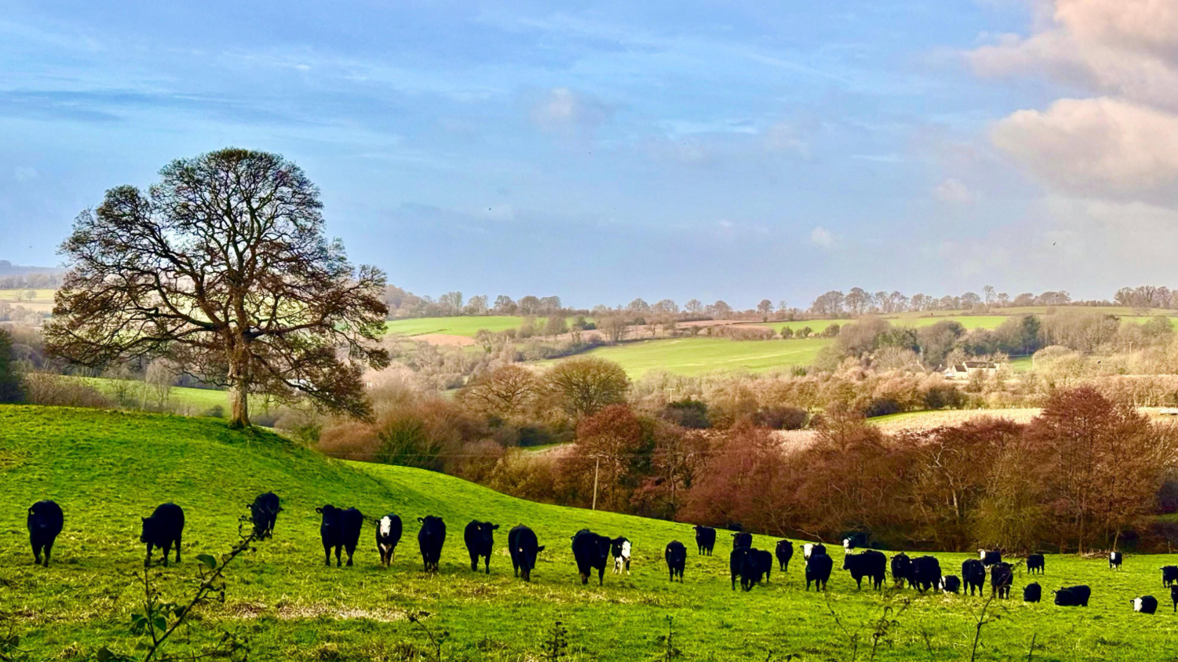A herd of cows arranged in a bit of a line in a field in the Gloucestershire Cotswolds, with rolling hills behind them. There is a tree on a raised slope behind them in the field. The cows are mostly black and some have white faces. The sun is shining on the hills and the sky above is mostly blue with some cloud.