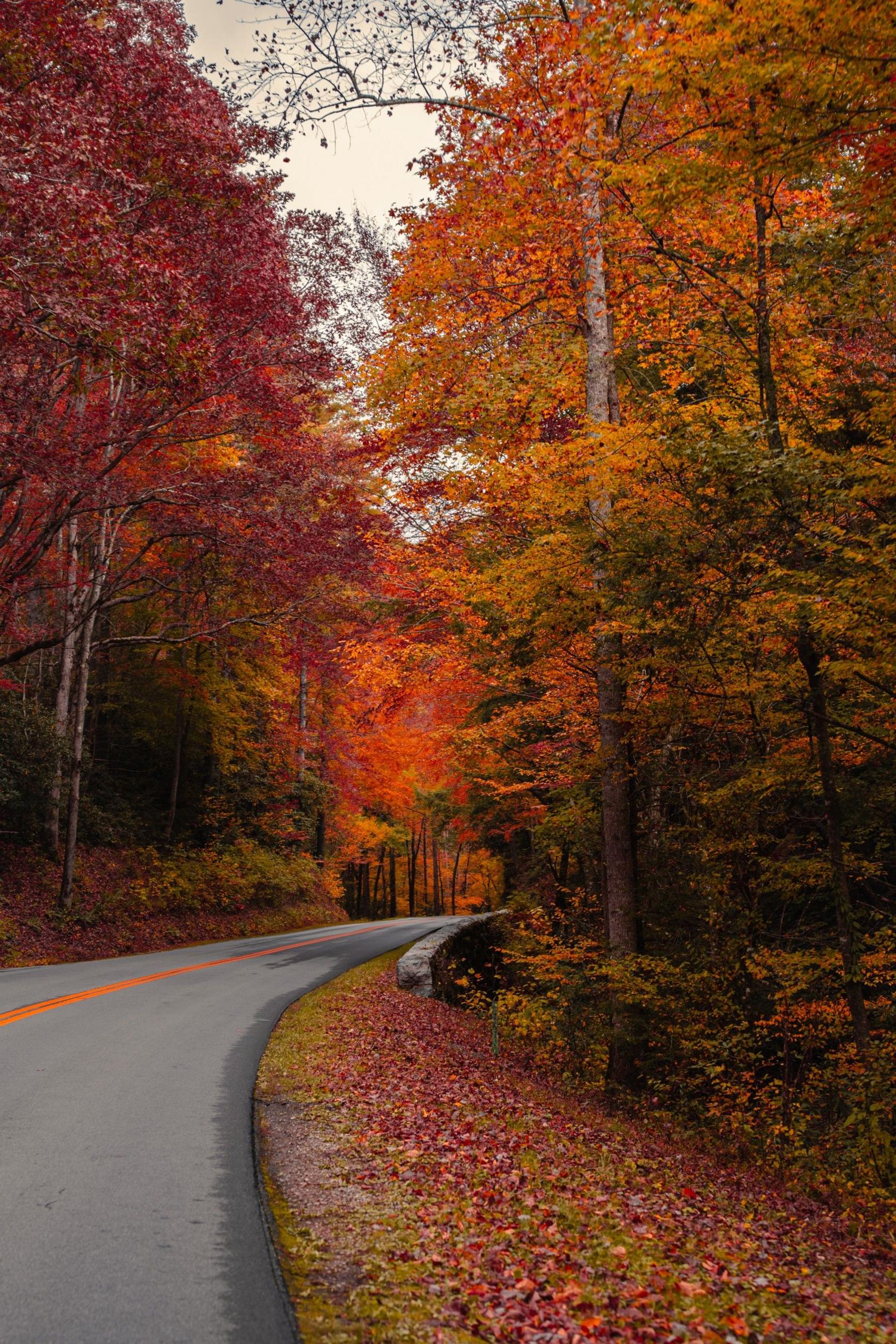 A road lined with trees covered in autumn leaves