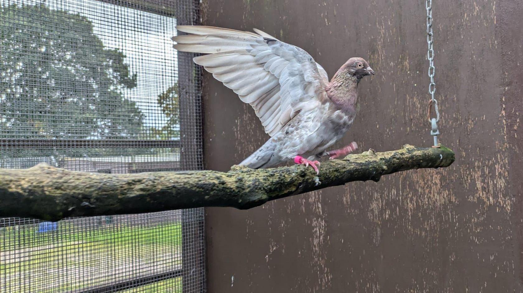 A white and brown pigeon stands with its wings outstretched, on a branch hanging inside an enclosure with a mesh wire.