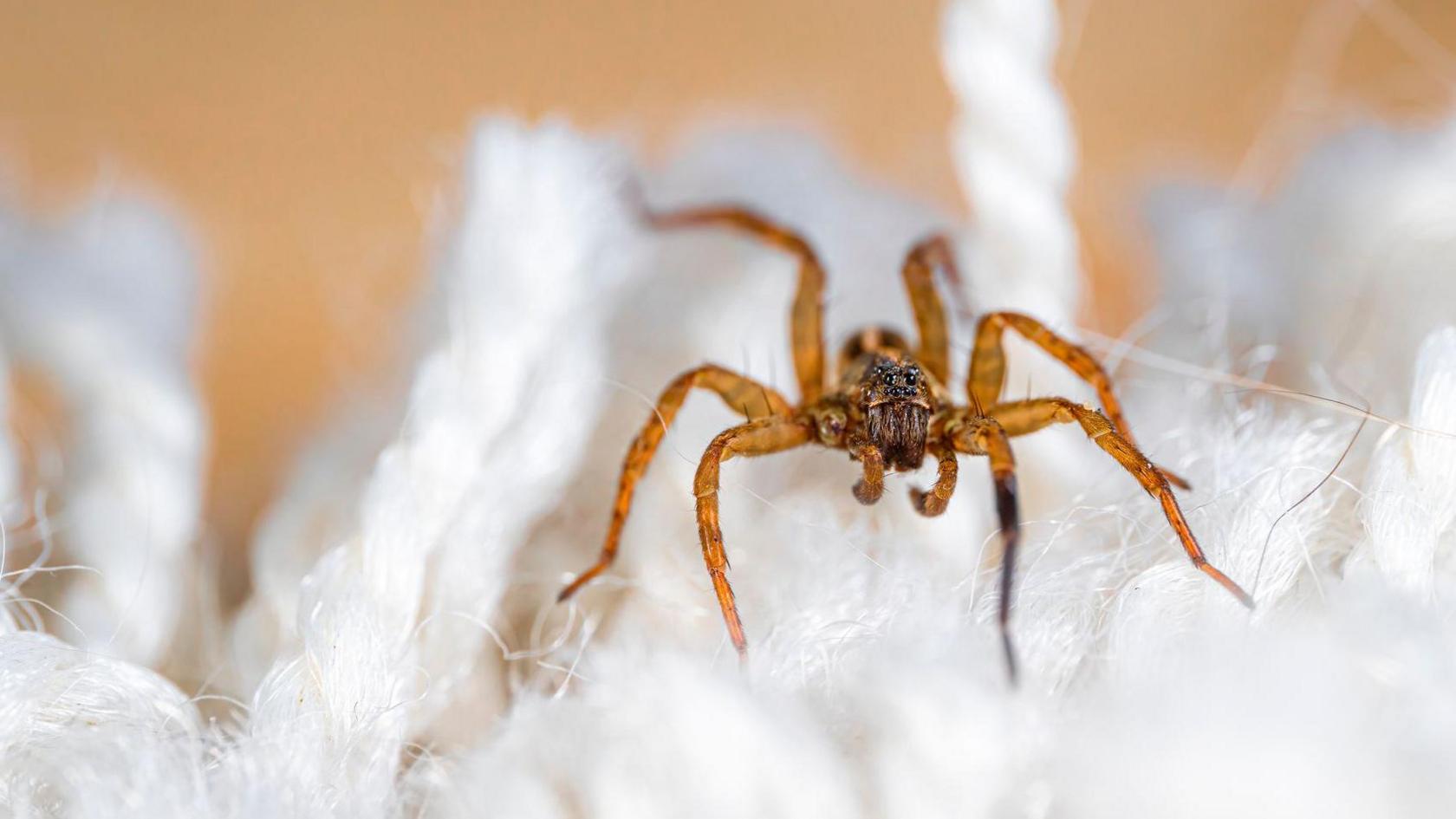 A close up photo of a spider on a carpet 