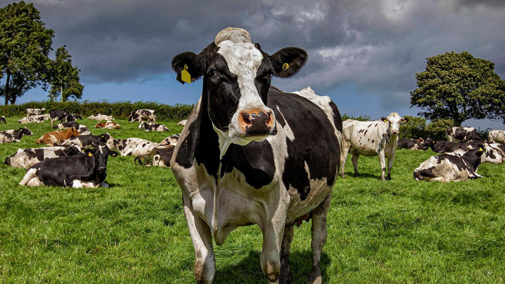 A cow stands in a grass field. Other cows can be seen sitting on the grass behind it. Trees can also be seen in the background with grey skies overhead. 