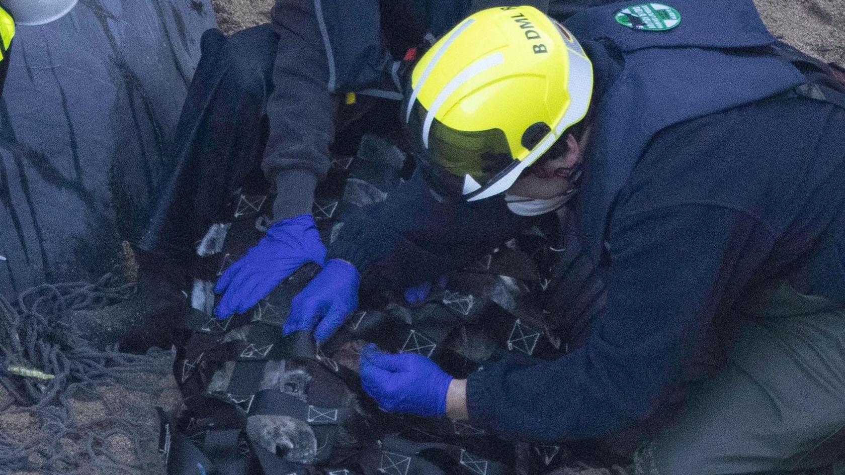 One of the BDMLR team is working closely on the seal's neck while another person rest their hands on the seal which is under a net.