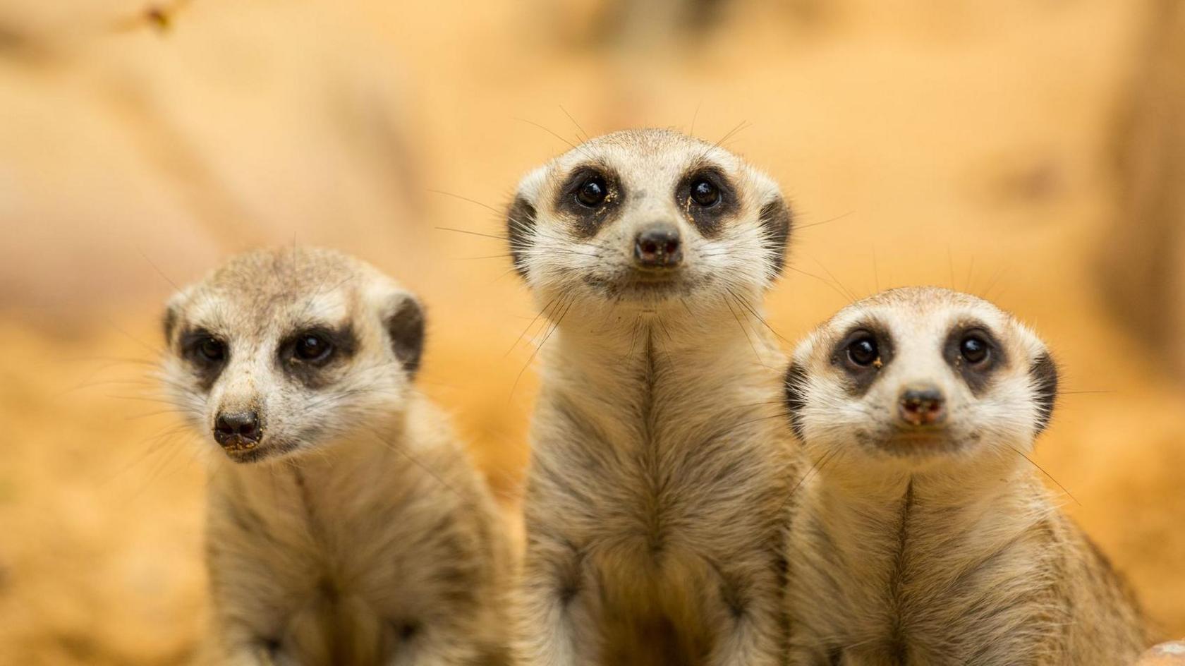 Meerkats